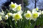 Spring 2009
